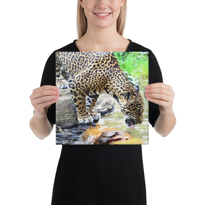 Jaguar Drinking Water Canvas - Gizmo Graphic Works